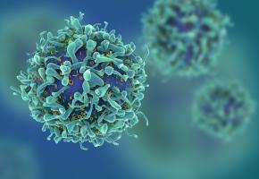 Un des projets cherche à reprogrammer la signalisation et le métabolisme des cellules T immunitaires anti-tumorales. GETTY IMAGES / CGTOOLBOX