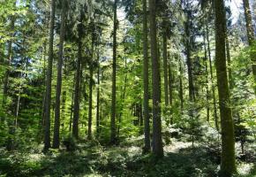 La commune du Mont-sur-Lausanne jouxte les forêts du Jorat. DR