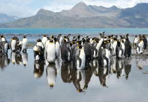  Les pingouins font figure de stars en Antarctique .DR
