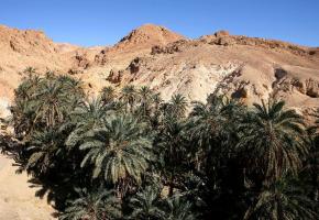 L’authenticité des oasis de montagnes tunisiennes. ONTT 