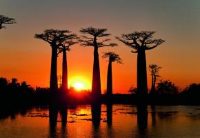 La fameuse allée des baobabs, l’un des sites les plus photographiés de Madagascar, se trouve à moins de 20 kilomètres de la cité balnéaire de Morondava, côté canal du Mozambique. ONTM