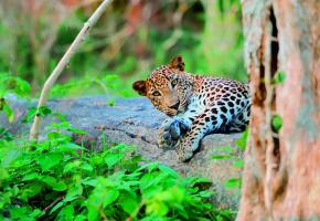 Vous aurez peut-être la chance d’apercevoir un léopard au parc national de Wilpattu.  