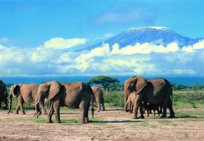 Le parc d'Amboseli avec le Kilimandjaro en arrière-plan. KENY TOURIST BOARD