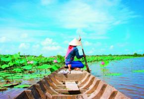 Une activité prisée dans le delta du Mékong, au Vietnam, la récolte des fleurs de lotus.  