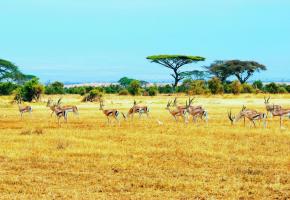 Les antilopes, au milieu de la mythique savane africaine. 