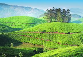 Les plantations de thé, à Munnar, dans le Kerala, de véritables tableaux de maître.
