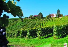 Pour sauver son vignoble, la Ville de Morges compte sur une nouvelle clientèle suisse alémanique. 