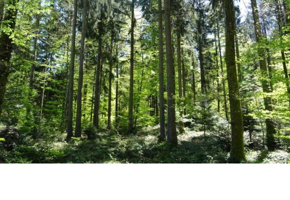 La commune du Mont-sur-Lausanne jouxte les forêts du Jorat. DR