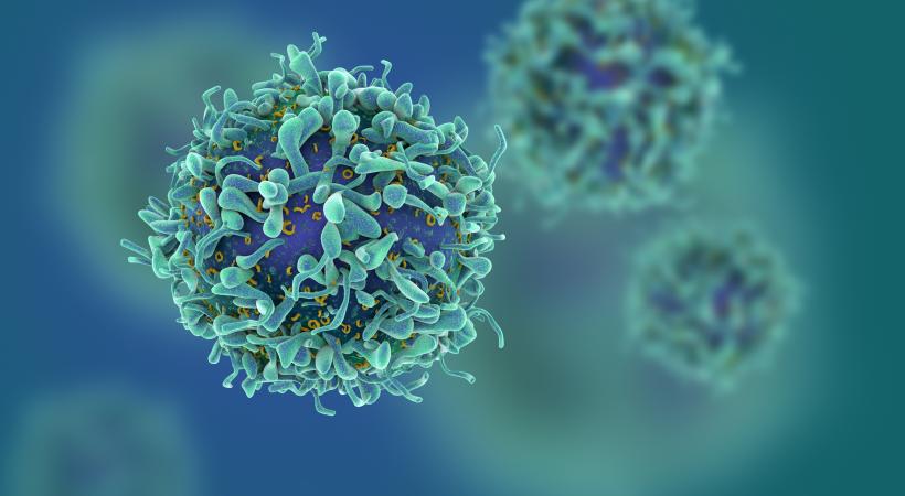 Un des projets cherche à reprogrammer la signalisation et le métabolisme des cellules T immunitaires anti-tumorales. GETTY IMAGES / CGTOOLBOX
