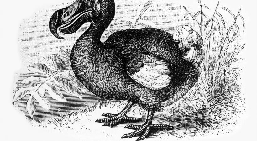 Le dodo, oiseau emblématique de l'île Maurice est la nouvelle star du Musée cantonal de géologie. GETTY IMAGES / BAUHAUS1000 