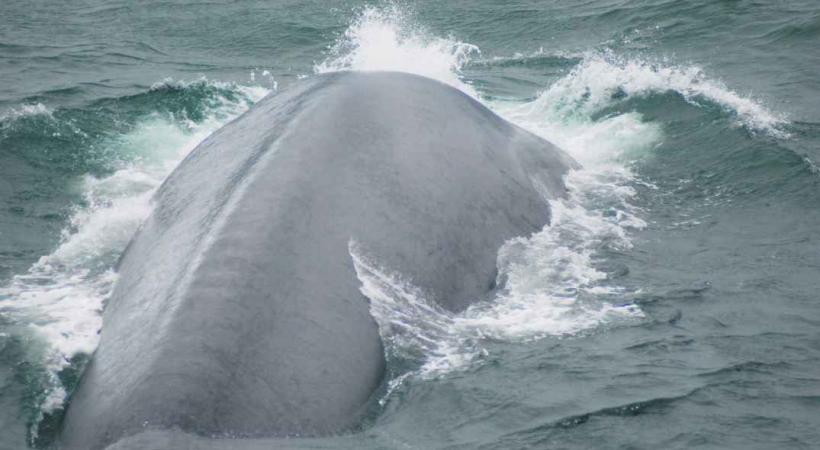 Une baleine danse devant le navire.