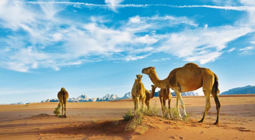 Le désert de Wadi Rum couvre une surface de 74'200 hectares.