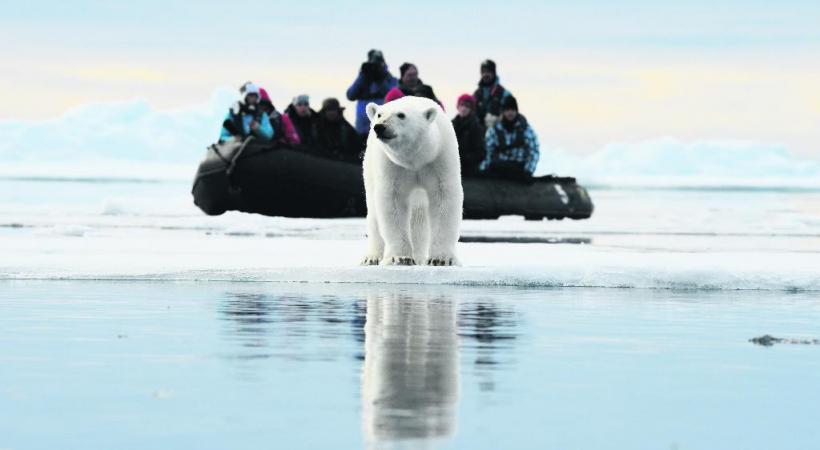 Certains ours se laissent approcher en bateau mais une distance de sécurité est maintenue face au seigneur des lieux. Les phoques barbus, peu farouches, sont parmi les proies régulières de l’ours. Les paysages du Spitzberg , faits de pics et de glaces, aux couleurs irréelles de minuit. 