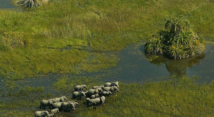 Survol d’un troupeau d’éléphants dans le delta de l’Okavango.