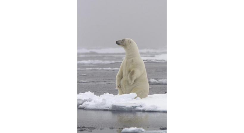 L’ours blanc s’observe souvent depuis les bateaux polaires. JEAN ROBERT