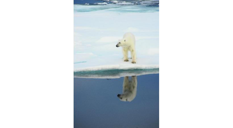 L’ours blanc s’observe souvent depuis les bateaux polaires. JEAN ROBERT