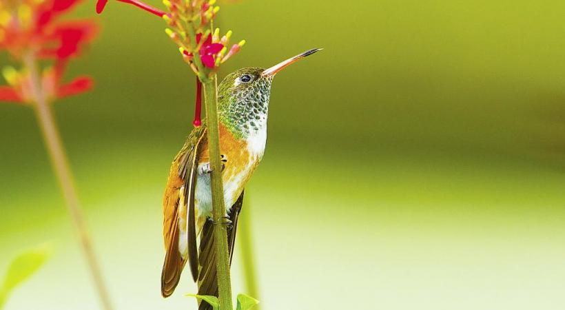 Cette année, un tout nouvel espace est dédié aux colibris. DR Les oiseaux-mouches doivent s’alimenter entre 5 et 8 fois par heure. DR Le Parc des oiseaux présente une concentration unique d’oiseaux du monde entier. DR 