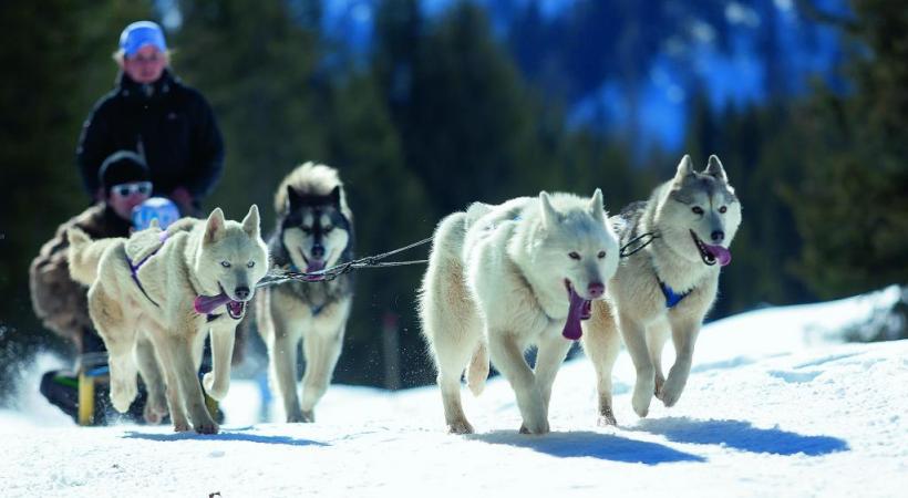 Le charme des chiens de traîneau, comme en Laponie.  Photos Thyon-Région Tourisme