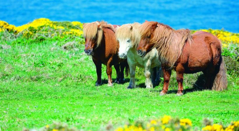 Les fameux petits poneys des îles Shetland sont un des symboles de l’Ecosse.