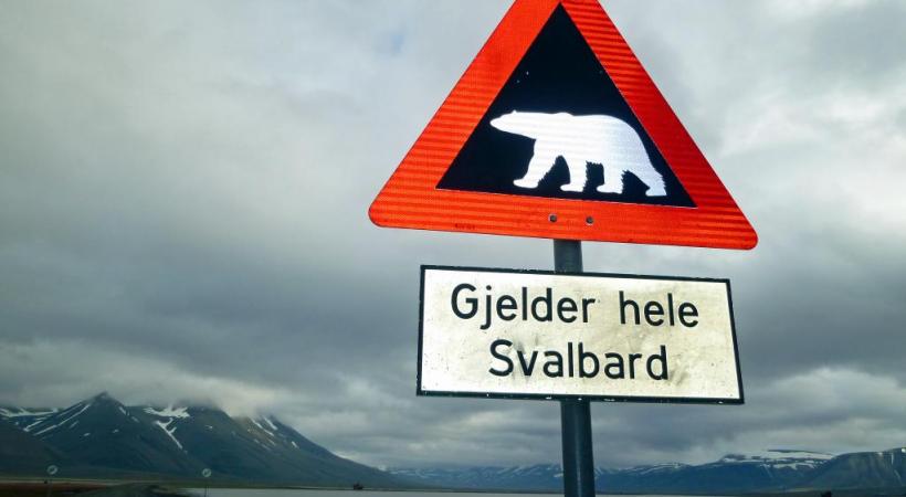 L’ours polaire peut constituer un danger même à Longyearbyen.