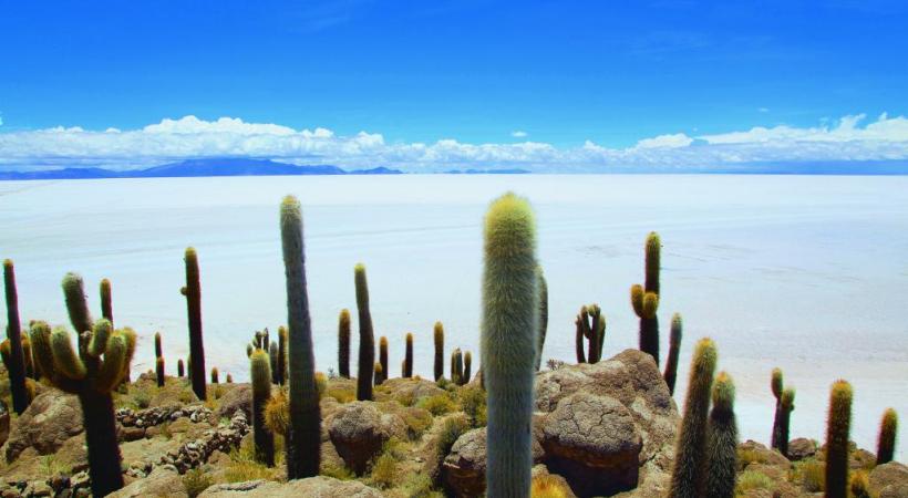 Le Salar de Uyuni et ses chandeliers candélabres sont l’image forte du plus grand désert de sel au monde. Un désert qui renferme aussi les plus grandes réserves mondiales de lithium. DMITRY TRASHCHENKO