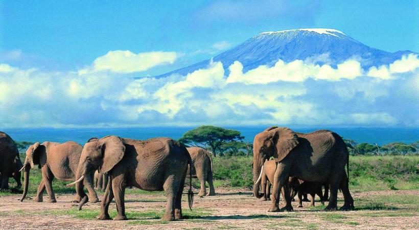 Le parc d'Amboseli avec le Kilimandjaro en arrière-plan. KENY TOURIST BOARD