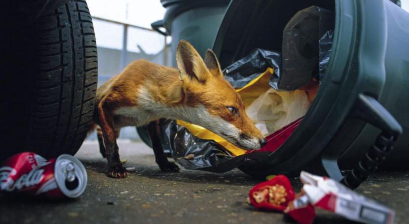 Les renards sont nombreux en ville et n’hésitent déjà pas à s’attaquer aux poubelles. Inutile donc de vouloir en attirer plus en leur donnant des restes. DR