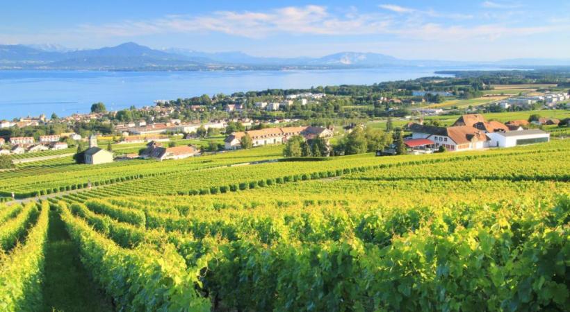 Le magnifique vignoble de Mont-sur-Rolle. PETER COLBERG