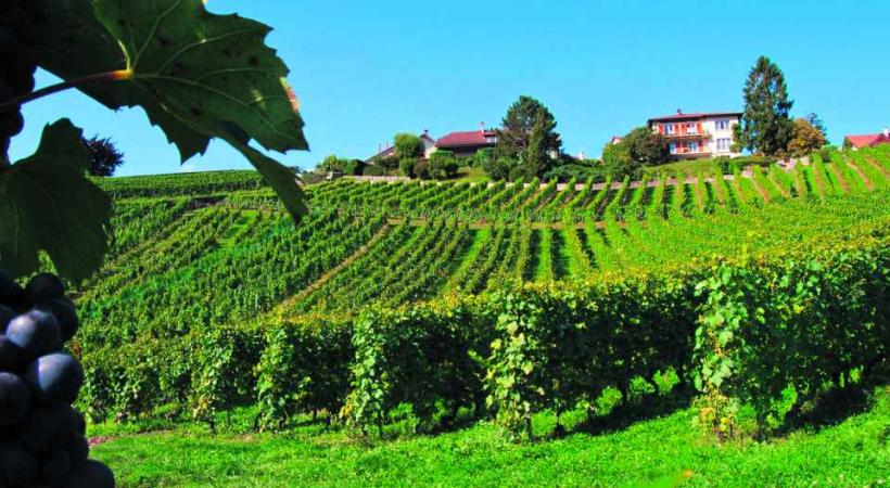 Pour sauver son vignoble, la Ville de Morges compte sur une nouvelle clientèle suisse alémanique. 